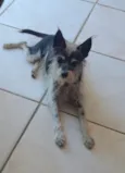 Bunga