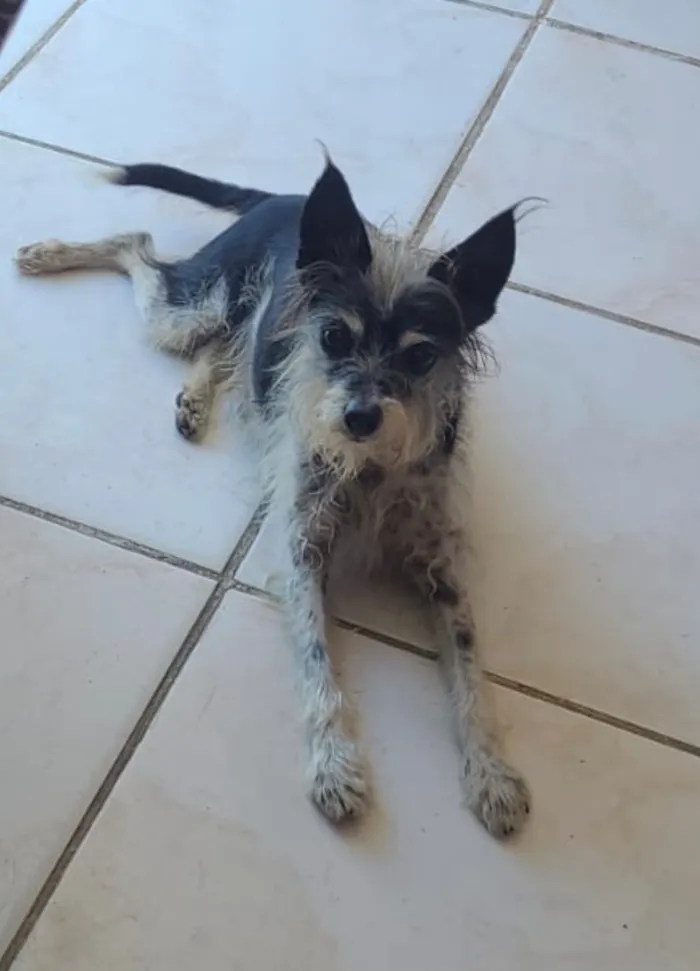 Cachorro raça SRD-ViraLata idade 6 ou mais anos nome Bunga