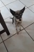 Bunga