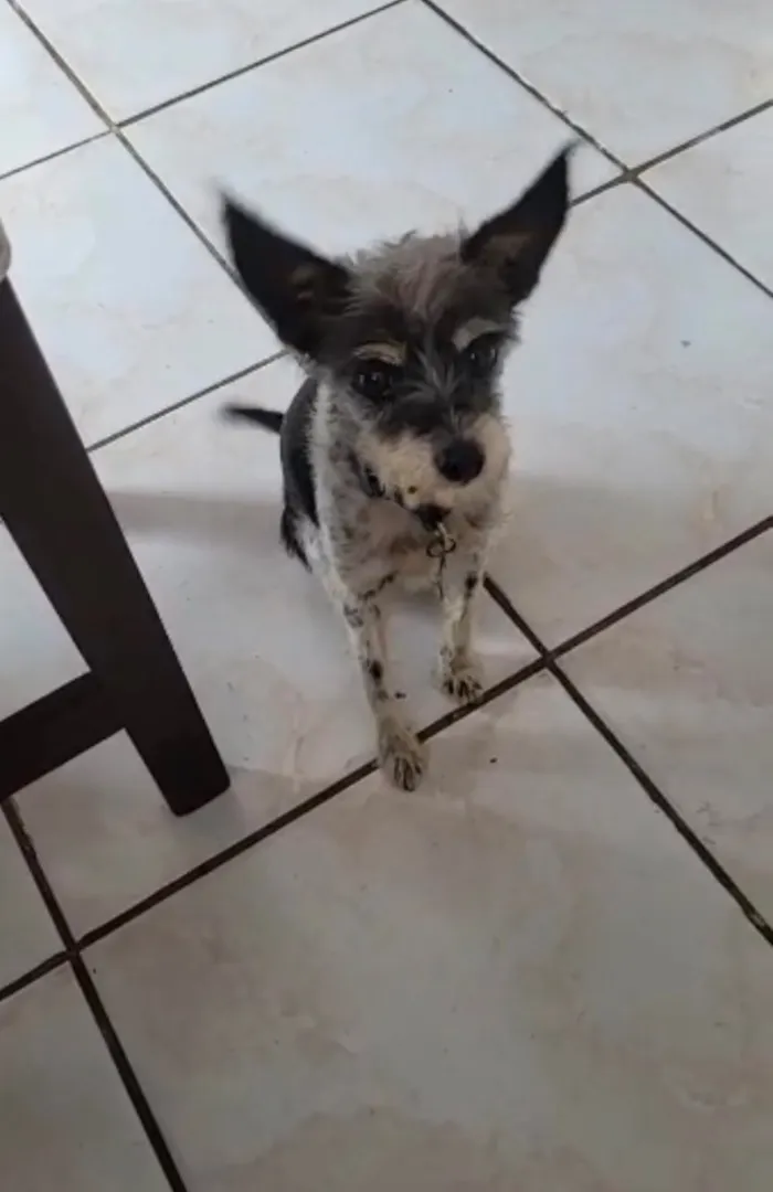 Cachorro raça SRD-ViraLata idade 6 ou mais anos nome Bunga