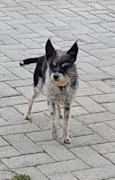 Bunga