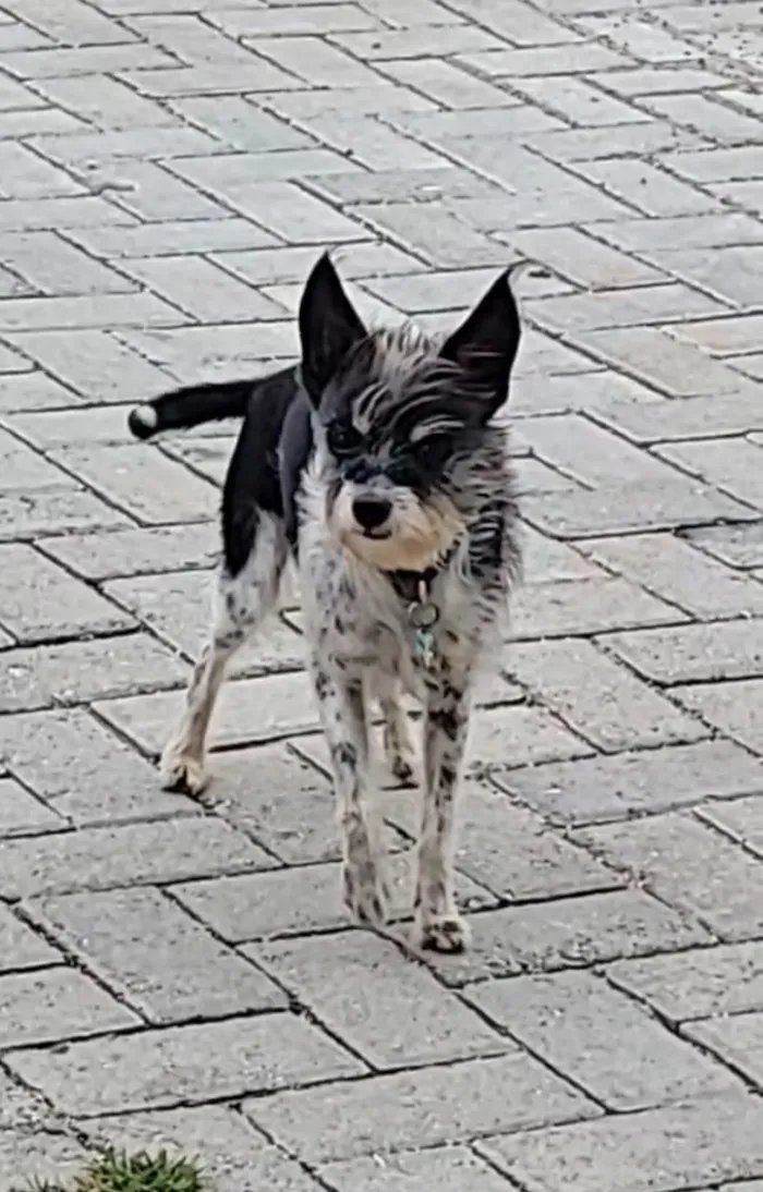 Cachorro raça SRD-ViraLata idade 6 ou mais anos nome Bunga