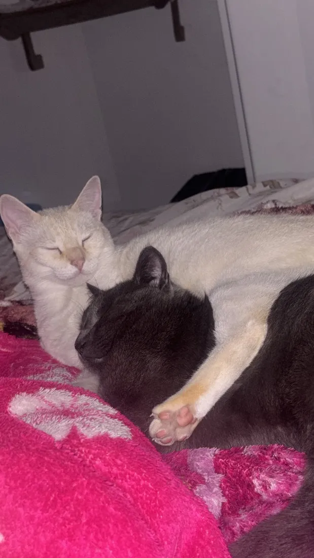 Gato raça SRD-ViraLata idade 7 a 11 meses nome Mingau 
