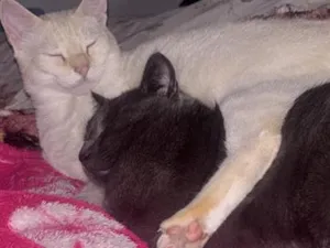 Gato raça SRD-ViraLata idade 7 a 11 meses nome Mingau 