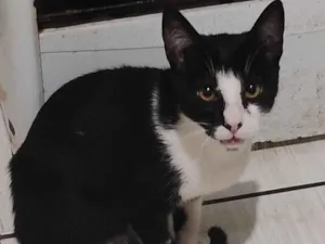 Gato raça SRD-ViraLata idade 7 a 11 meses nome tom