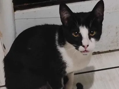 Gato raça SRD-ViraLata idade 7 a 11 meses nome tom