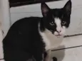 tom