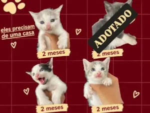 Gato raça SRD-ViraLata idade 2 a 6 meses nome Não tem nomes, são muito filhotes