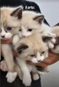 Gatinhos para adoção