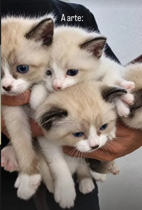Gato raça SRD-ViraLata idade Abaixo de 2 meses nome Gatinhos para adoção