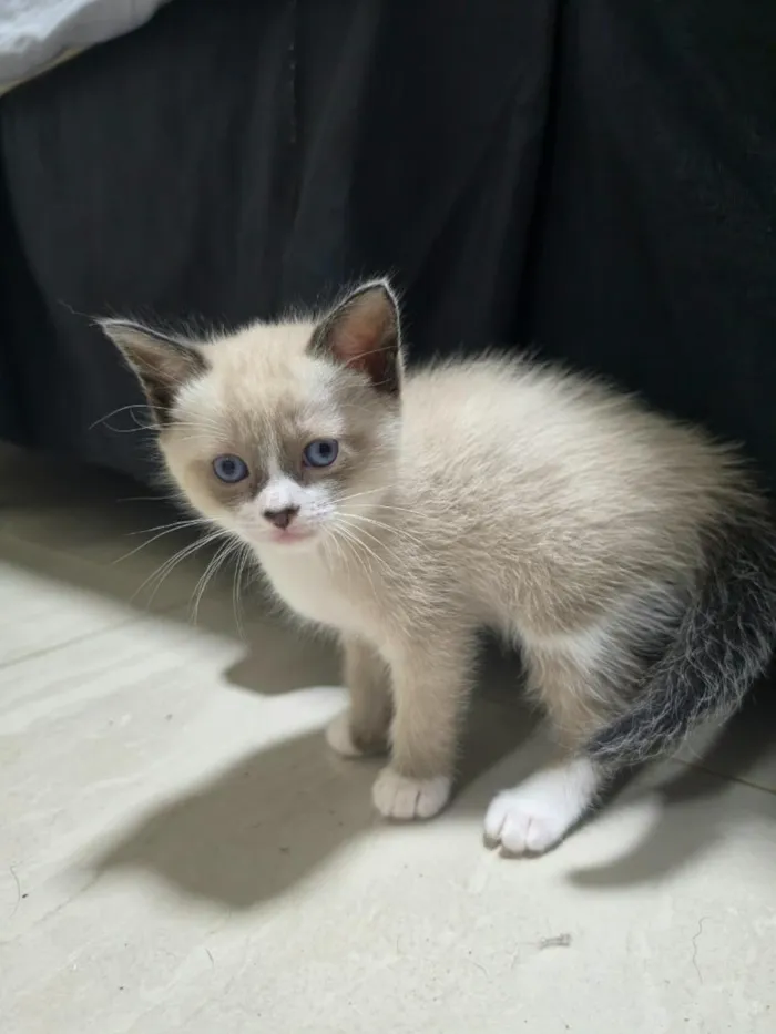 Gato raça SRD-ViraLata idade Abaixo de 2 meses nome Gatinhos para adoção