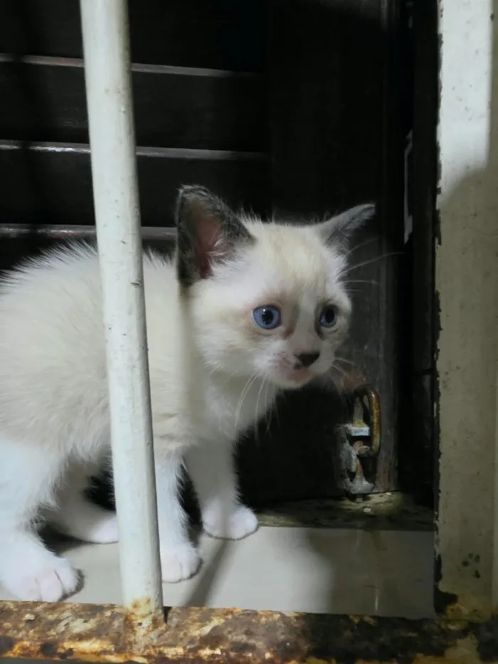 Gato raça SRD-ViraLata idade Abaixo de 2 meses nome Gatinhos para adoção