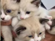 Gatinhos para adoção