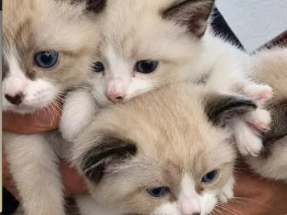 Gato raça SRD-ViraLata idade Abaixo de 2 meses nome Gatinhos para adoção