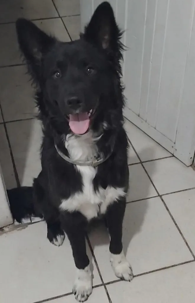 Cachorro raça SRD-ViraLata idade 7 a 11 meses nome Dragao