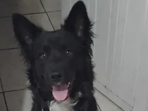 Cachorro raça SRD-ViraLata idade 7 a 11 meses nome Dragao