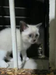 Gatinhos para adoção