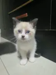 Gatinhos para adoção