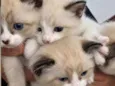 Gatinhos para adoção