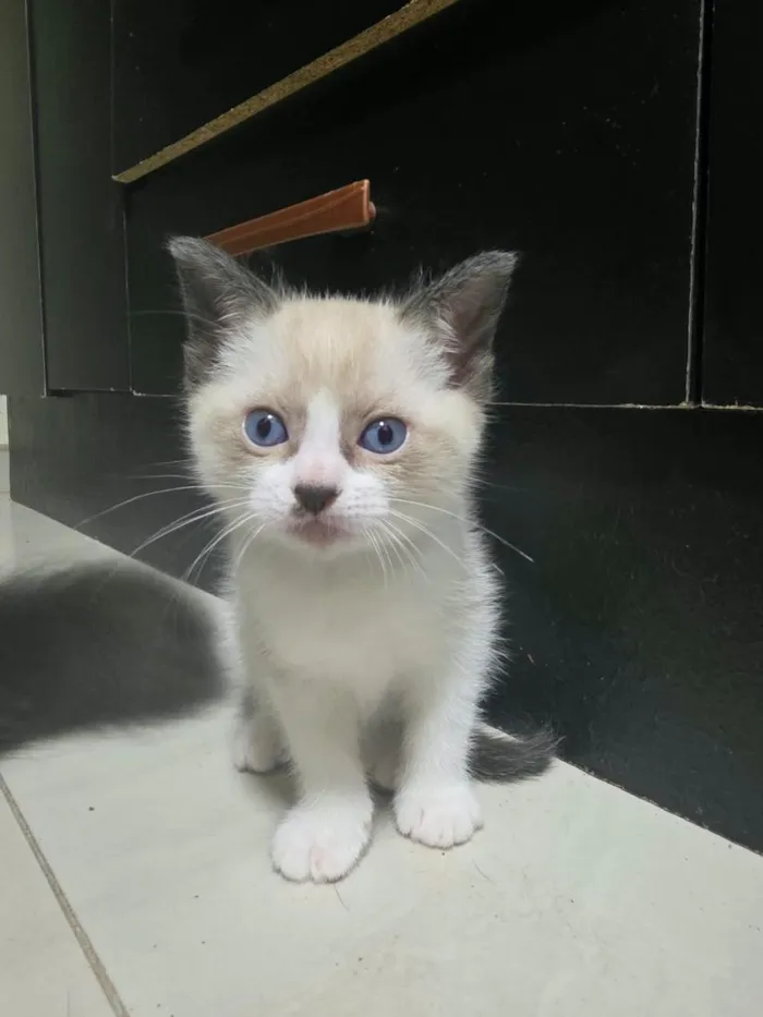Gato raça SRD-ViraLata idade Abaixo de 2 meses nome Gatinhos para doação