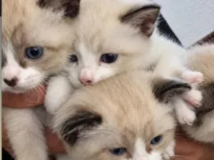 Gato raça SRD-ViraLata idade Abaixo de 2 meses nome Gatinhos para doação