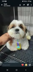 Paquito