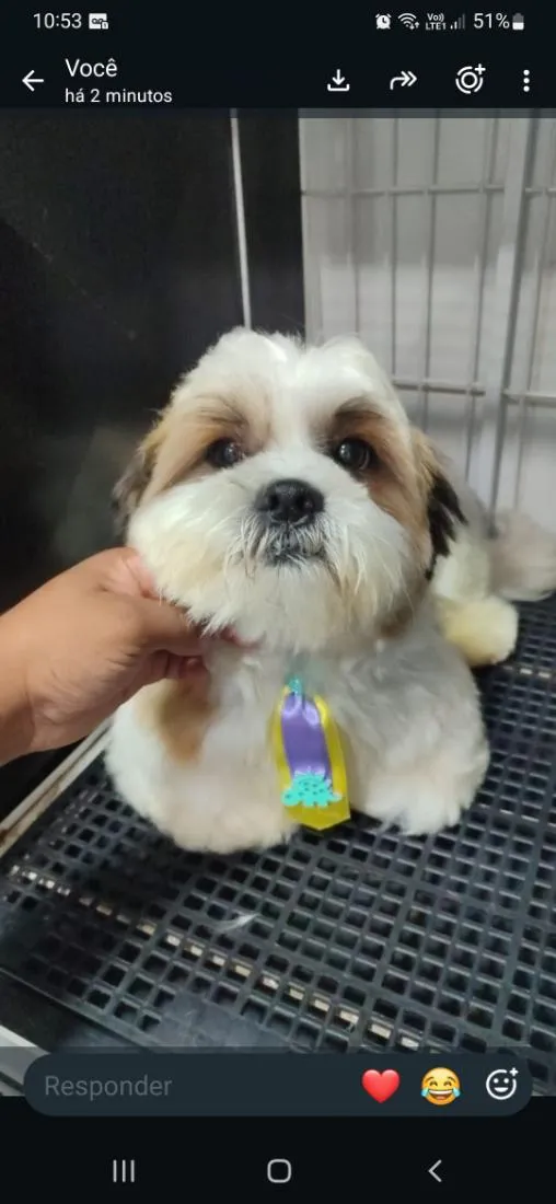 Cachorro raça Shitzu idade 3 anos nome Paquito