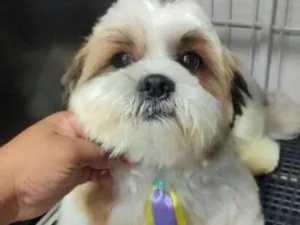 Cachorro raça Shitzu idade 3 anos nome Paquito
