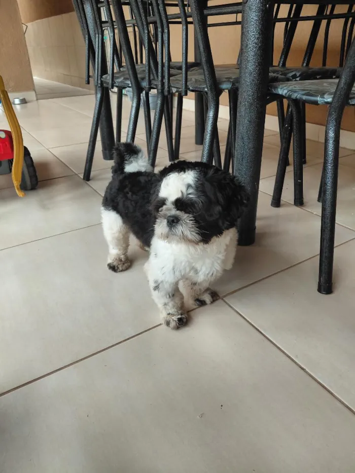 Cachorro raça Shitzu idade 1 ano nome jose