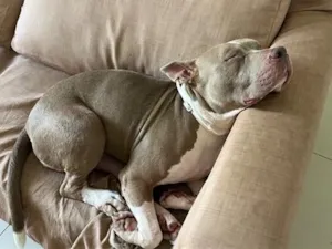 Cachorro raça Pit-Bull idade 6 ou mais anos nome Bóba