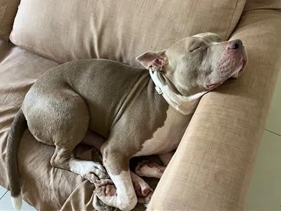 Cachorro raça Pit-Bull idade 6 ou mais anos nome Bóba