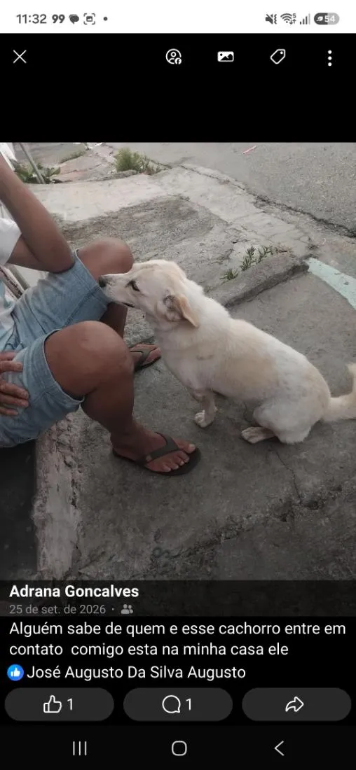 Cachorro raça SRD-ViraLata idade 2 a 6 meses nome não sei