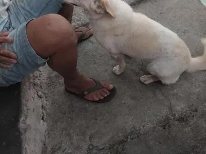Cachorro raça SRD-ViraLata idade 2 a 6 meses nome não sei