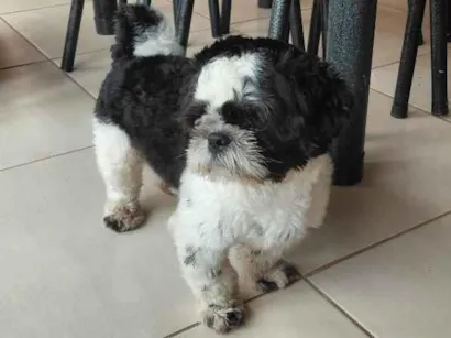 Cachorro raça Shitzu idade 1 ano nome jose