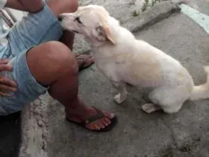 Cachorro raça SRD-ViraLata idade 2 a 6 meses nome não sei