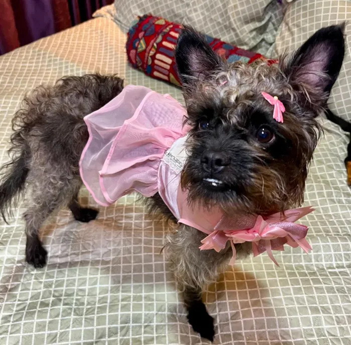 Cachorro raça SRD-ViraLata idade 1 ano nome charlote