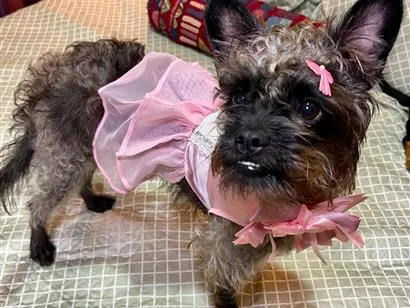 Cachorro raça SRD-ViraLata idade 1 ano nome charlote