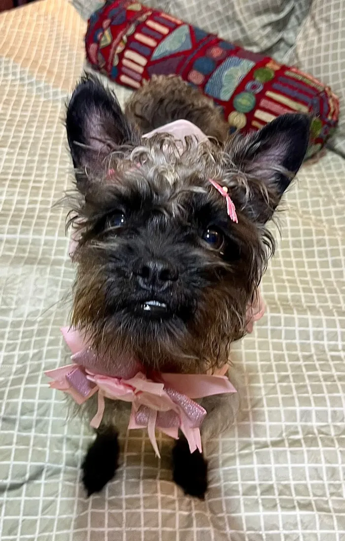 Cachorro raça SRD-ViraLata idade 1 ano nome charlote