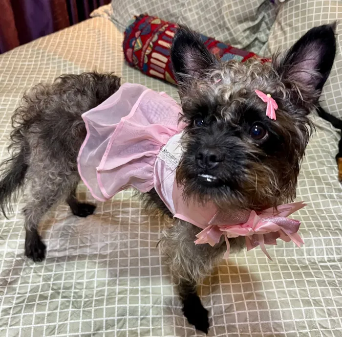 Cachorro raça SRD-ViraLata idade 1 ano nome charlote