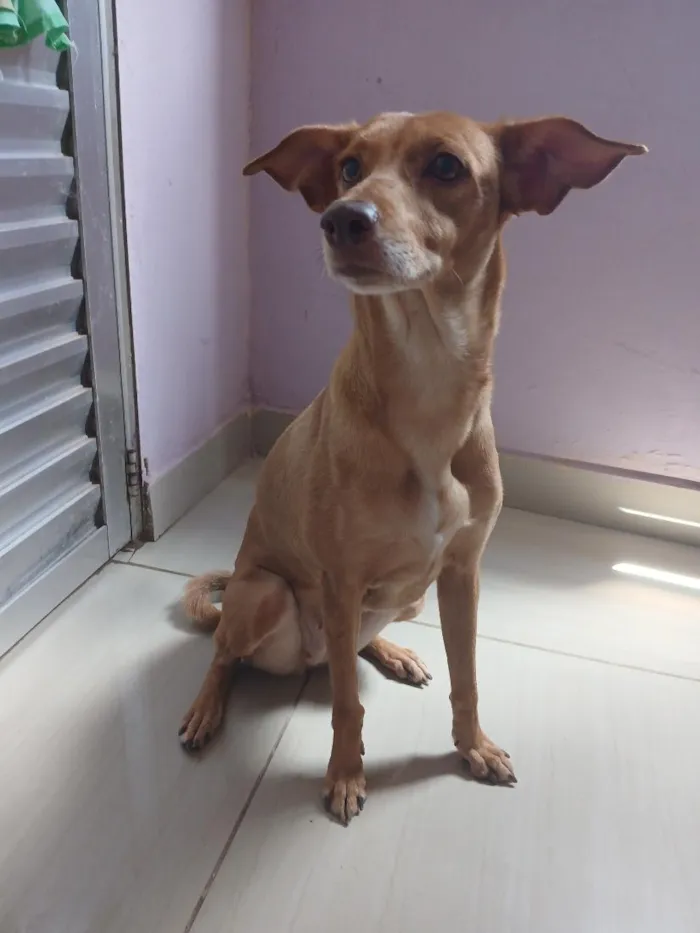 Cachorro raça SRD-ViraLata idade 5 anos nome Duquesa