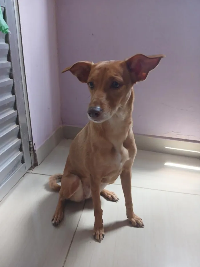 Cachorro raça SRD-ViraLata idade 5 anos nome Duquesa