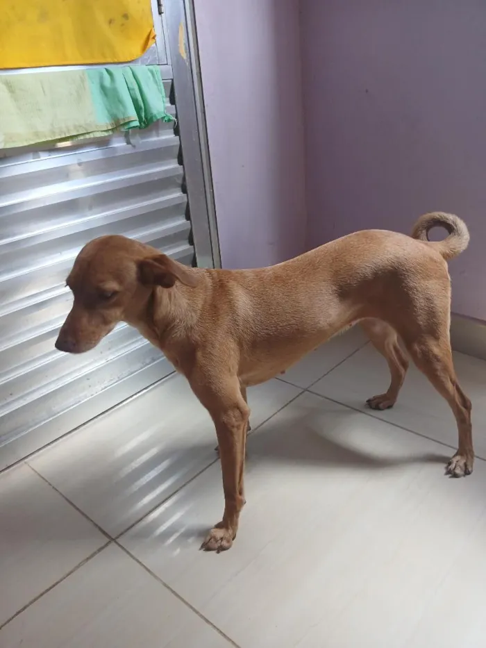 Cachorro raça SRD-ViraLata idade 5 anos nome Duquesa
