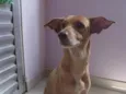 Duquesa