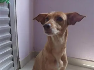 Cachorro raça SRD-ViraLata idade 5 anos nome Duquesa