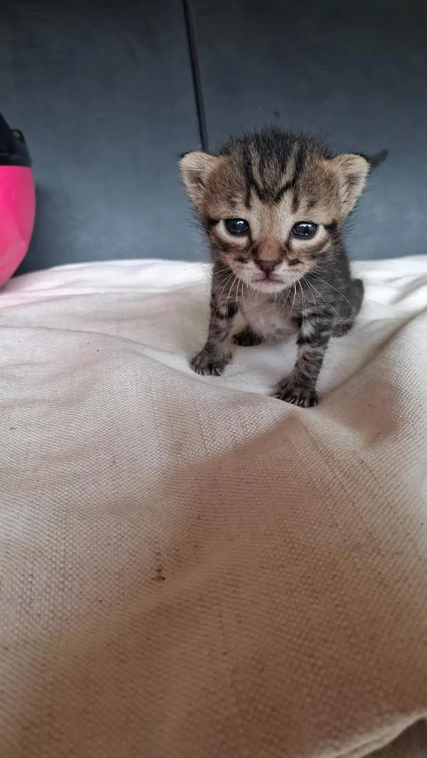 Gato raça SRD-ViraLata idade Abaixo de 2 meses nome Desconhecido 