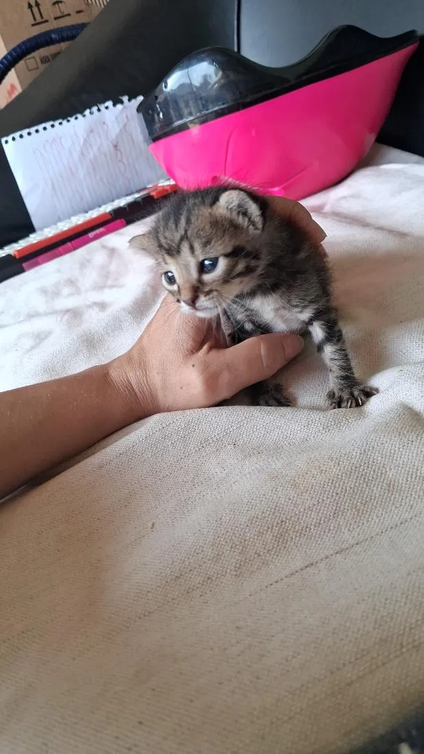 Gato raça SRD-ViraLata idade Abaixo de 2 meses nome Desconhecido 
