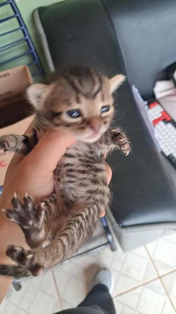 Gato raça SRD-ViraLata idade Abaixo de 2 meses nome Desconhecido 