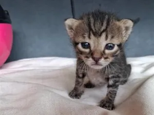 Gato raça SRD-ViraLata idade Abaixo de 2 meses nome Desconhecido 