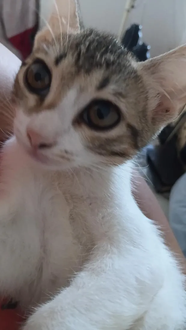 Gato raça SRD-ViraLata idade 2 a 6 meses nome Ayla e valentina 