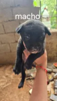 Chico
